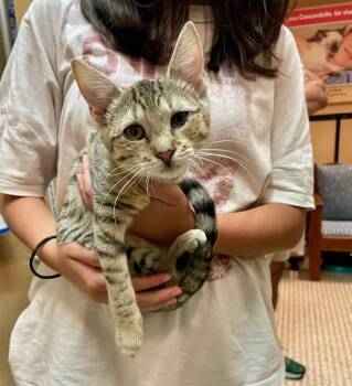 Roo (FCID# 06/09/2026 - 38 Glen Mills PS) -  Domestic Short Hair Cat for Adoption in Greenville, Delaware - Roo (FCID# 06/09/2026 - 38 Glen Mills PS) | PetCurious