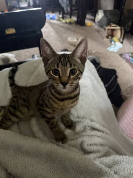 Rescue Tabby and Domestic Short Hair Cats for Adoption in Cincinnati, Ohio - Ganymede | PetCurious