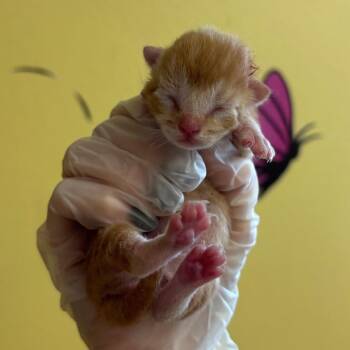 Mangrove -  Domestic Short Hair Cat for Adoption in Corpus Christi, Texas - Mangrove | PetCurious