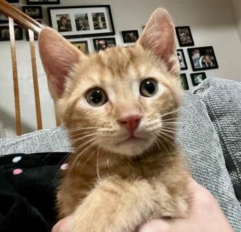 Nathan -  Tabby and Domestic Short Hair Cat for Adoption in Vaughan, Ontario - Nathan | PetCurious