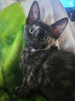 Cinderelle -  Tortoiseshell and Domestic Short Hair Cat for Adoption in Seal Beach, California - Cinderelle | PetCurious