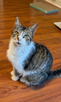 Rayne -  Domestic Short Hair Cat for Adoption in Spring Brook, New York - Rayne | PetCurious
