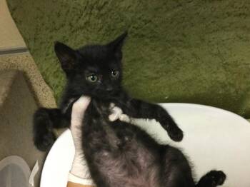 PATRICIA -  Domestic Short Hair Cat for Adoption in Riverside, California - PATRICIA | PetCurious