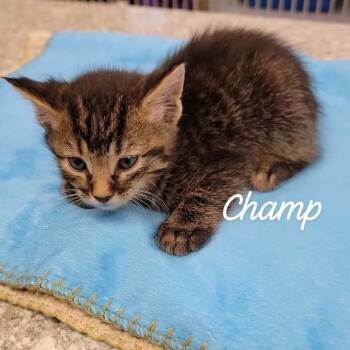 Champ -  Domestic Medium Hair Cat for Adoption in Buchanan Dam, Texas - Champ | PetCurious