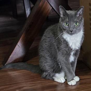 Nina -  Domestic Short Hair Cat for Adoption in Philadelphia, Pennsylvania - Nina | PetCurious
