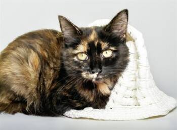 VISA -  Domestic Short Hair Cat for Adoption in Fort Lauderdale, Florida - VISA | PetCurious
