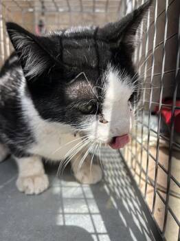 Domestic Short Hair Cats Available for Adoption - A470883 | PetCurious