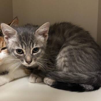 Ricky -  Domestic Short Hair Cat for Adoption in Fairport, New York - Ricky | PetCurious