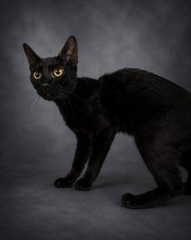 A1270192 -  Domestic Short Hair Cat for Adoption in Winter Haven, Florida - A1270192 | PetCurious