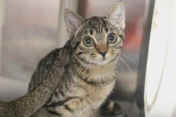 MAGIC -  Domestic Short Hair Cat for Adoption in Charlotte, North Carolina - MAGIC | PetCurious