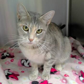 Gayle -  Domestic Short Hair Cat for Adoption in Michigan City, Indiana - Gayle | PetCurious
