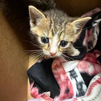 Scorpio -  Domestic Short Hair Cat for Adoption in Philadelphia, Pennsylvania - Scorpio | PetCurious