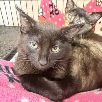 Cornucopia -  Domestic Short Hair Cat for Adoption in Los Angeles, California - Cornucopia | PetCurious