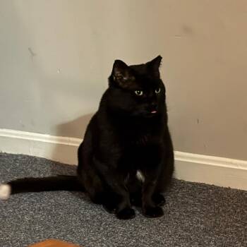 Domestic Short Hair Cats Available for Adoption in Baltimore, Maryland - Meowclam | PetCurious