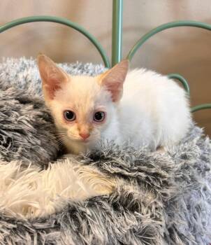 Rescue Domestic Short Hair Cats for Adoption in Ashland, Kentucky - Flame | PetCurious