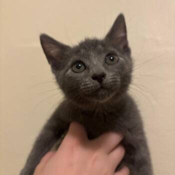 Blizzard -  Domestic Short Hair Cat for Adoption in Kennebunk, Maine - Blizzard | PetCurious