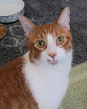 Rescue Domestic Short Hair Cats for Adoption in Fishers, Indiana - October | PetCurious