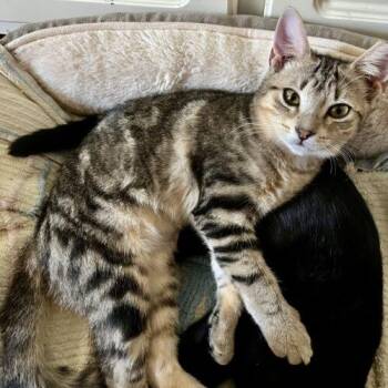 SisterMercy -  Domestic Short Hair Cat for Adoption in Tampa, Florida - SisterMercy | PetCurious
