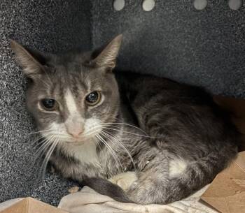Bambi -  Domestic Short Hair Cat for Adoption in New York, New York - Bambi | PetCurious