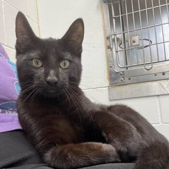 Wallace -  Domestic Short Hair Cat for Adoption in Marshalltown, Iowa - Wallace | PetCurious