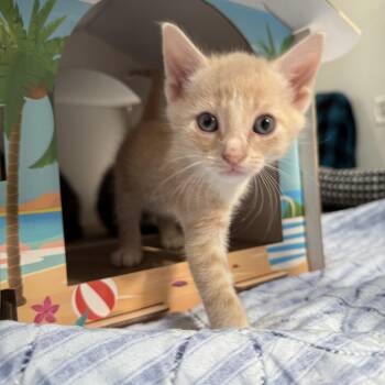 Cirque (Circus Kittens) -  Domestic Short Hair Cat for Adoption in Blanch, North Carolina - Cirque (Circus Kittens) | PetCurious