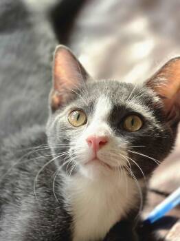 Starlight -  Domestic Short Hair Cat for Adoption in Piscataway, New Jersey - Starlight | PetCurious