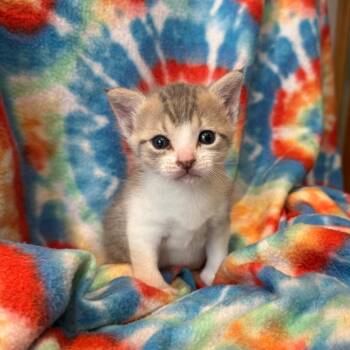 Bryson -  Domestic Short Hair Cat for Adoption in Bulverde, Texas - Bryson | PetCurious