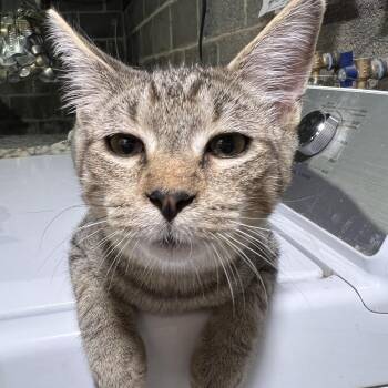 Rescue Tabby and Domestic Short Hair Cats for Adoption in Harrisburg, Pennsylvania - Xander | PetCurious