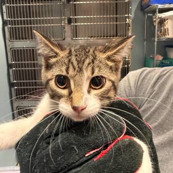 Lima Bean -  Domestic Short Hair Cat for Adoption in Chattanooga, Tennessee - Lima Bean | PetCurious
