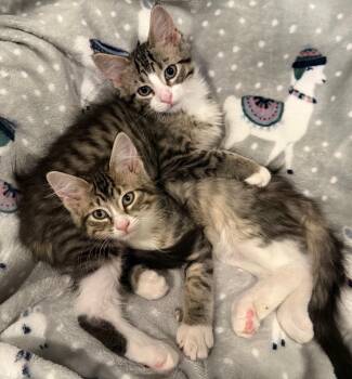 MARLO and BUTTON -  Domestic Short Hair Cat for Adoption in Owatonna, Minnesota - MARLO And BUTTON | PetCurious
