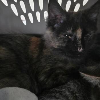 Tortie -  Domestic Long Hair Cat for Adoption in Grantsville, Utah - Tortie | PetCurious