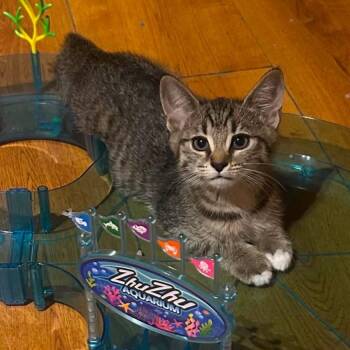 Cheetah -  Domestic Short Hair Cat for Adoption in Concord, New Hampshire - Cheetah | PetCurious
