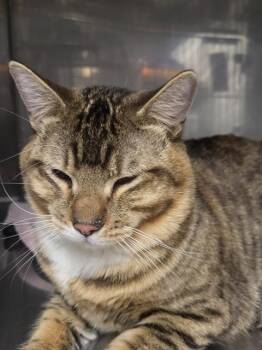 Domestic Short Hair Cats Available for Adoption - JUMBO JET | PetCurious