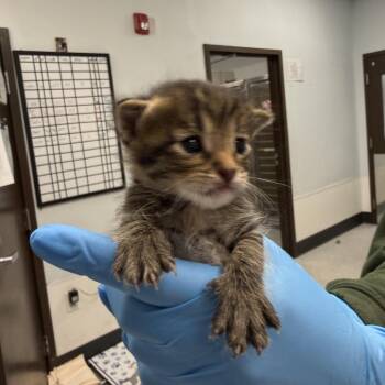 Cody -  Domestic Short Hair Cat for Adoption in Durango, Colorado - Cody | PetCurious