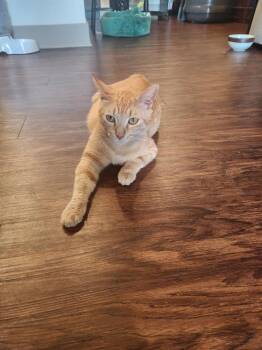 Rescue Tabby Cats for Adoption - Marigold | PetCurious