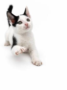 Molly is just a marvelous little MUSH -  Domestic Short Hair Cat for Adoption in Bedford Hills, New York - Molly Is Just A Marvelous Little MUSH | PetCurious