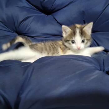 Rescue American Shorthair Cats for Adoption in Wadena, Minnesota - Aurora | PetCurious