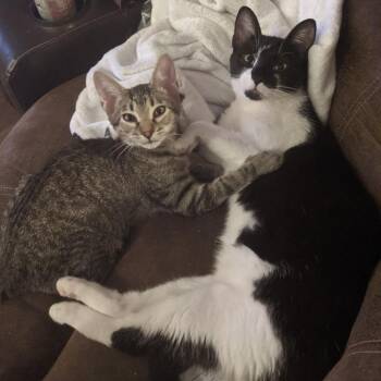 Cadillac -  Domestic Short Hair Cat for Adoption in St. Louis, Missouri - Cadillac | PetCurious