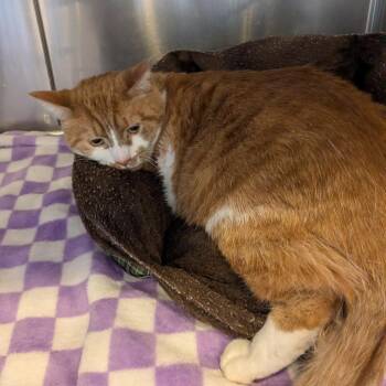 Domestic Short Hair Cats Available for Adoption - Eros | PetCurious