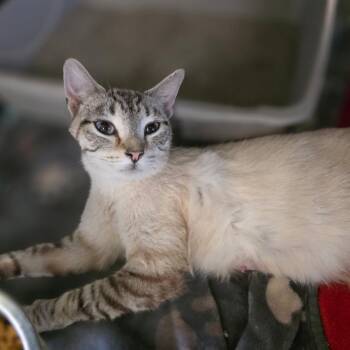 Domestic Short Hair Cats Available for Adoption in Corinth, Mississippi - Snow | PetCurious