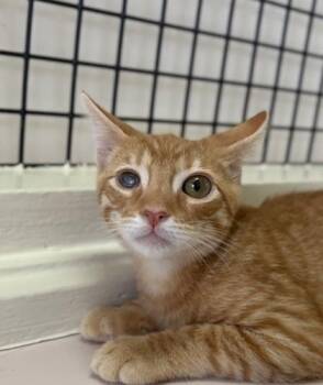 Frank Castle -  Domestic Short Hair Cat for Adoption in Honolulu, Hawaii - Frank Castle | PetCurious