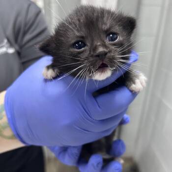 Domestic Short Hair Cats Available for Adoption in Summerville, South Carolina - Laken | PetCurious