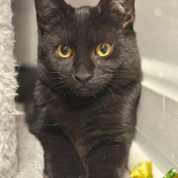 Serrano -  Bombay and Domestic Short Hair Cat for Adoption in UNIVERSITY PA, Maryland - Serrano | PetCurious
