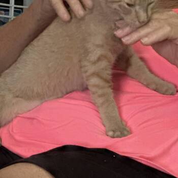 Stripes -  Domestic Short Hair Cat for Adoption in Villa Park, California - Stripes | PetCurious