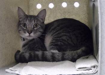 BUD -  Domestic Short Hair Cat for Adoption in St. Cloud, Florida - BUD | PetCurious