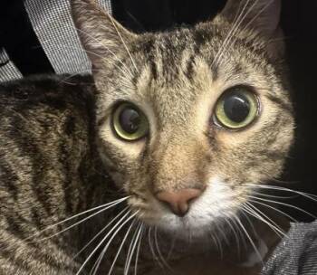 Domestic Short Hair Cats Available for Adoption in West Chester, Pennsylvania - Rudy | PetCurious