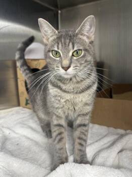 Ja Purrant -  Domestic Short Hair Cat for Adoption in West Chester, Pennsylvania - Ja Purrant | PetCurious