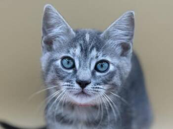 Kale -  Domestic Short Hair Cat for Adoption in Portland, Oregon - Kale | PetCurious