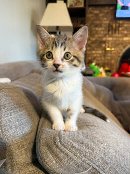 Rescue Domestic Short Hair Cats for Adoption in Cleveland, Ohio - Noodle Apple Strudel | PetCurious