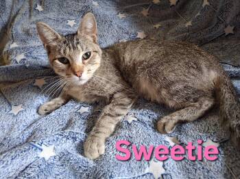 Sweetie -  Domestic Short Hair Cat for Adoption in Peoria, Illinois - Sweetie | PetCurious